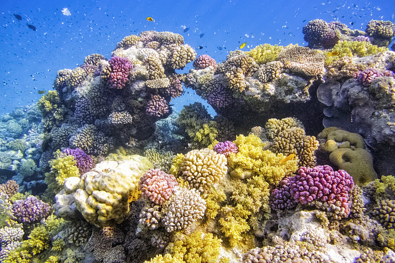 埃及,礁石,马萨阿拉姆,色彩鲜艳,红海,在下面,水平画幅,无人,水下,野外动物