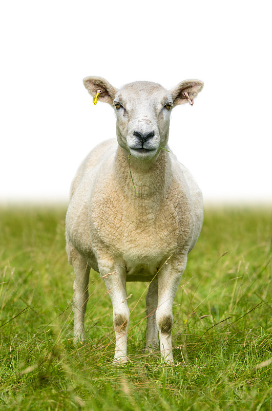 草,绵羊,分离着色,垂直画幅,动物身体部位,户外,哺乳纲,白色,田地,看