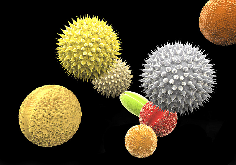 花粉,植物群,反差,谷类,干草,水平画幅,孢子,绘画插图,花粉粒,科学