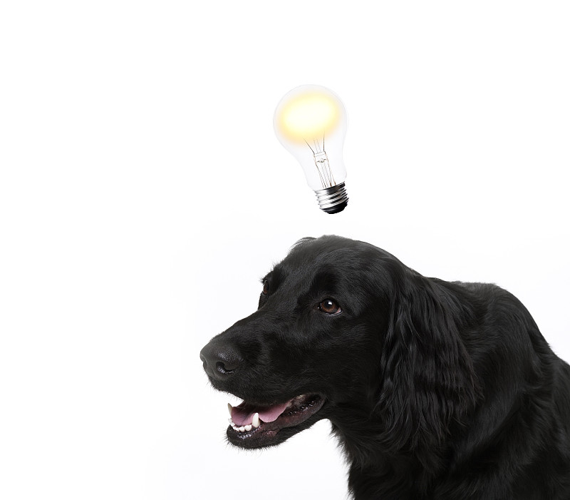 电灯泡,狗,白色背景,小酒杯,分离着色,灵感,水平画幅,动物内脏,智慧,无人