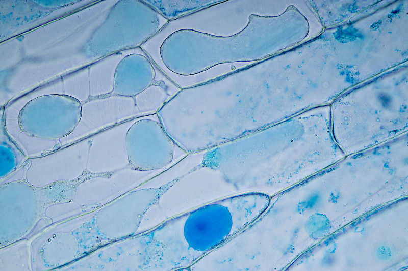 显微镜,在下面,植物,细胞结构,洋葱,教室,水,细胞核,水平画幅,科学