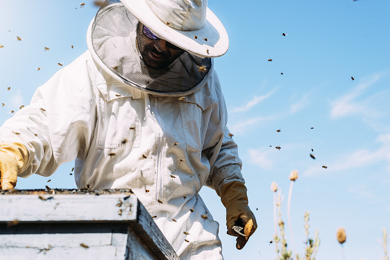beekeeper,蜂蜜,养蜂,蜂王浆,工蜂,蜜蜂,守门员,蜂蜡,蜂箱,土产