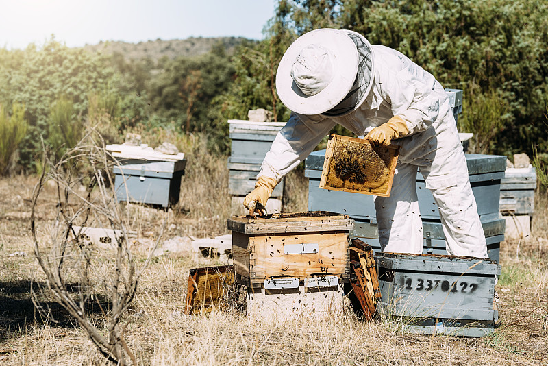 蜂蜜,beekeeper,边框,水平画幅,工作场所,提举,蜂蜡,蜂王浆,夏天,蜡