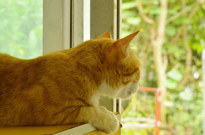 看,窗户,玻璃,姜黄色的猫,户外,边框,水平画幅,参观者,家居设施,泰国
