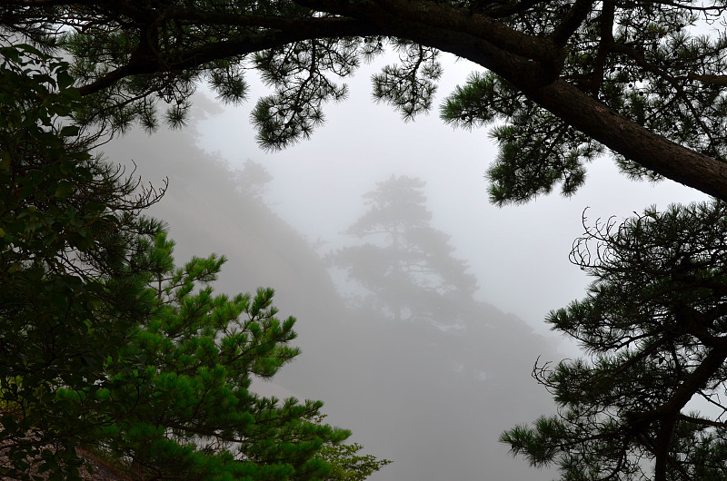 中国,黄山山脉,眩晕的,松科,松树,宁静,积雨云,自然荒野区,水平画幅,云