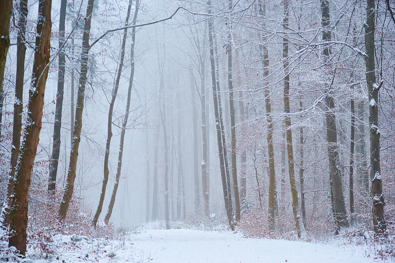 冬天,秘密,森林,水平画幅,云,雪,无人,超现实主义的,户外,树林