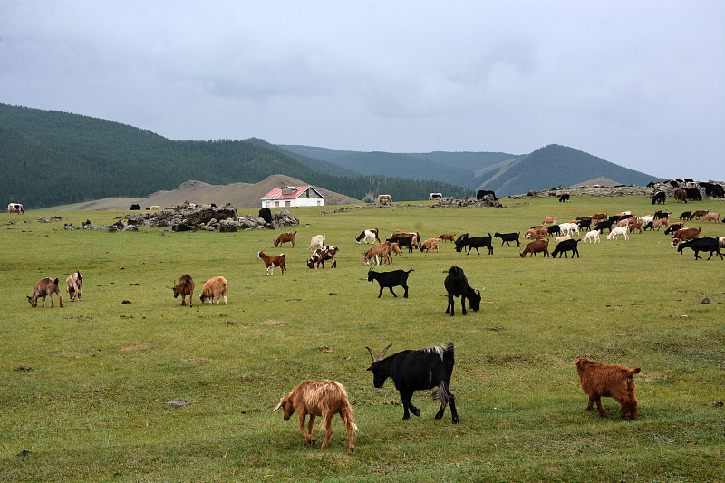 山羊,食草,牦牛,天空,东亚,夏天,草,哺乳纲,白色,雨
