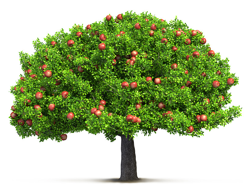 红色,绘画插图,苹果树,三维图形,分离着色,自然,水平画幅,水果,白色背景,叶子