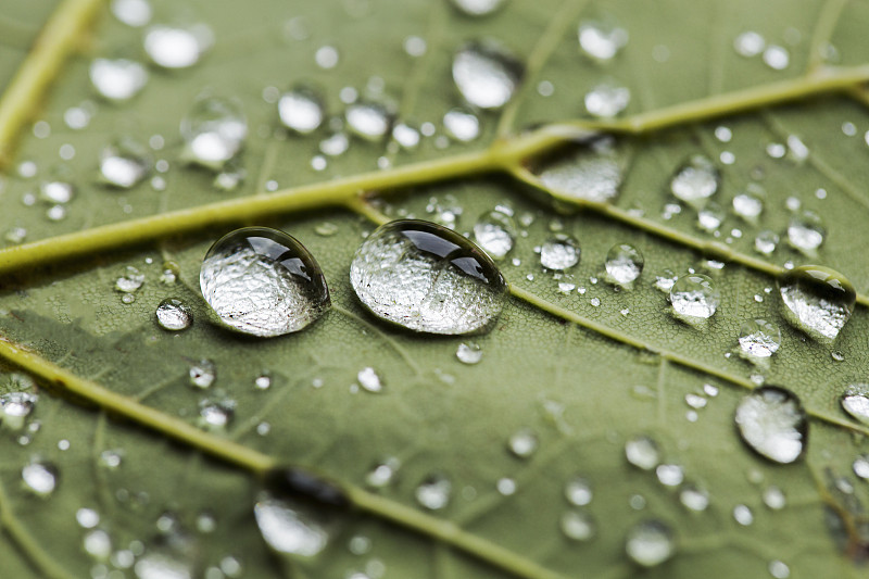 雨滴,水,水平画幅,无人,湿,早晨,特写,植物,泡泡,雨