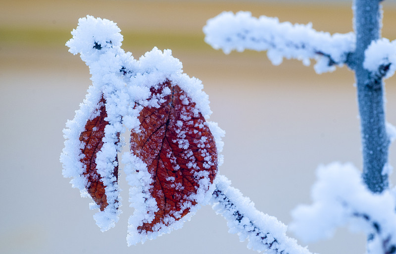 特写,冻结的,秋分,枝,美,褐色,水平画幅,雪,早晨,尖利