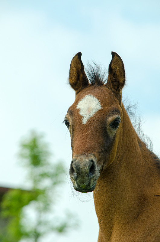可爱的,肖像,驹,阿拉伯马,小雌马,泉,自然,垂直画幅,褐色,母马