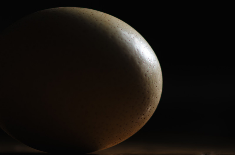 特写,鸵鸟蛋,暗色,背景聚焦,水平画幅,鸡蛋,无人,巨大的,阴影,影棚拍摄