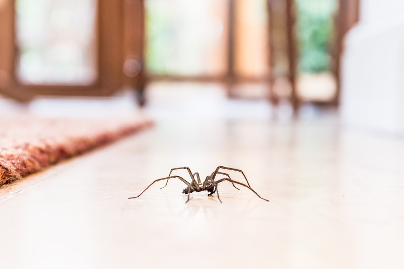 家蜘蛛,住宅内部,鹭管鱼,室内地面,褐色,水平画幅,平视角,巨大的,家庭生活,怪异