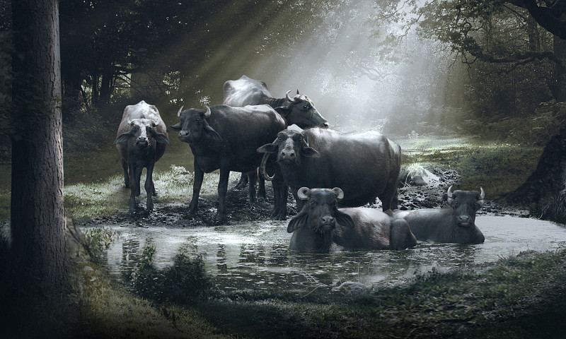 非洲水牛,巴斯,水,水平画幅,食草动物,印度人,巨大的,水牛,野外动物,户外