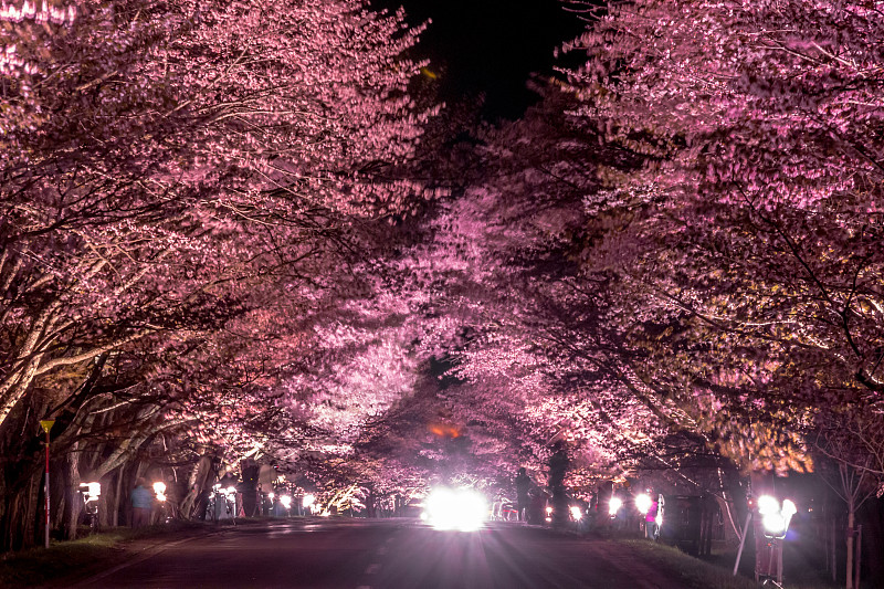 樱桃树,日本,北海道,光,正下方视角,亚洲樱桃树,樱花,林荫大道,吉野樱花,自然界的状态