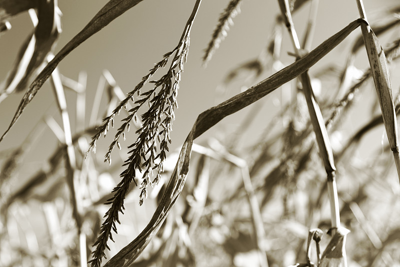 秋天,玉米,褐色,水平画幅,无人,户外,特写,阶调图片,美国中西部地区,农作物
