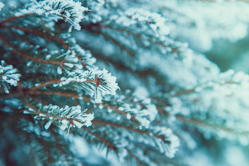 雪,圣诞树,冬天,枝,杉树,背景,美,新的,水平画幅