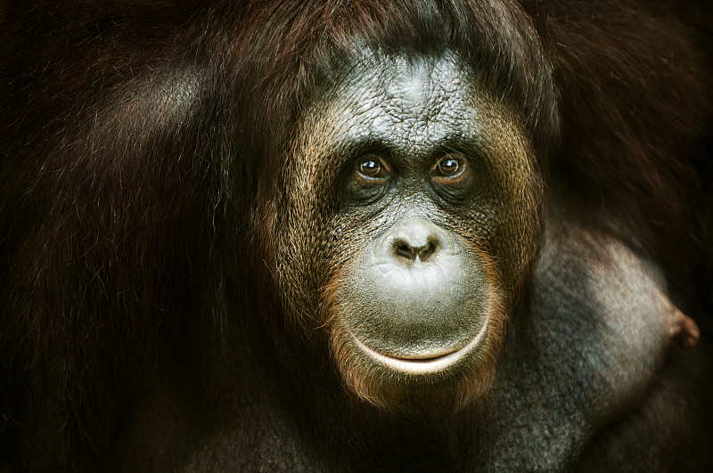 肖像,猩猩,褐色,水平画幅,古老的,猴子,动物身体部位,热带雨林,马来西亚,雨林