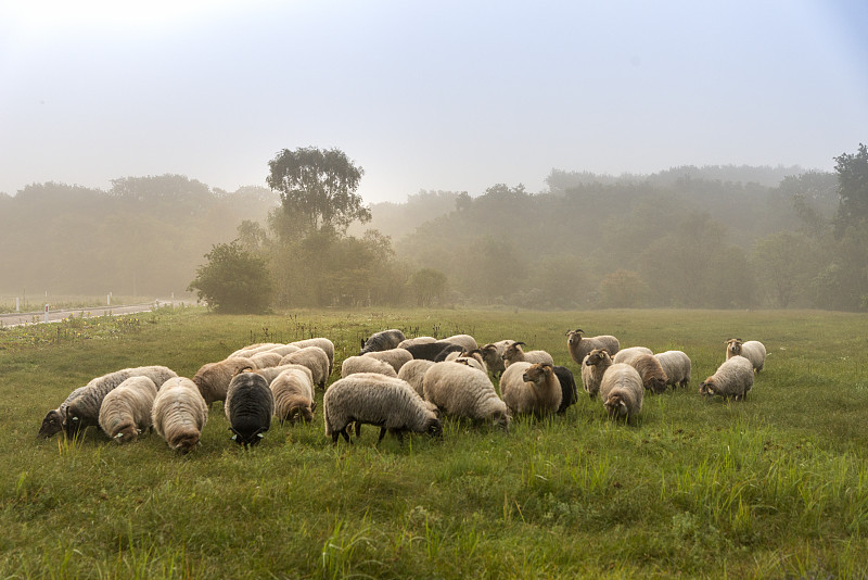 早晨,荷兰,羊群,雾,绵羊,大群动物,白昼,一只动物,天空,停泊的