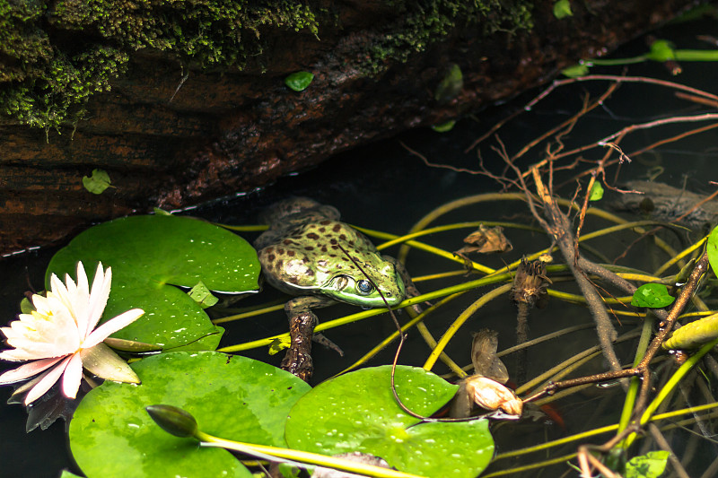 青蛙,中国,2014年,八月,成都,两栖纲,宝塔,宁静,佛教,四川省