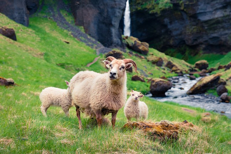 山羊,绿色,草坪,两只动物,仅婴儿,水平画幅,瀑布,夏天,户外,草