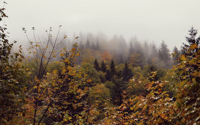 山,雾,有包装的,水平画幅,枝繁叶茂,无人,户外,云杉,针叶树,树林