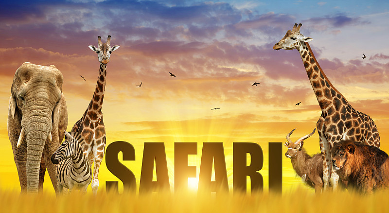 斑马,狮子,萨凡纳港市,长颈鹿,象,野生猫科动物,天空,美,水平画幅,食草动物