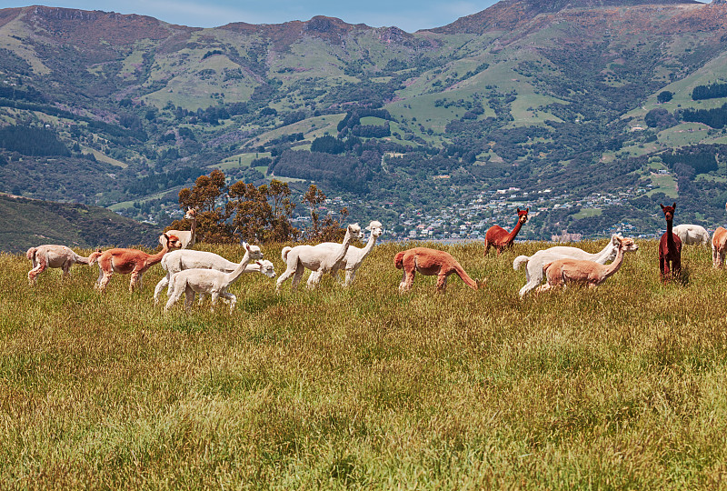 羊驼,兽群,新西兰,牧场,褐色,水平画幅,山,无人,野外动物,夏天