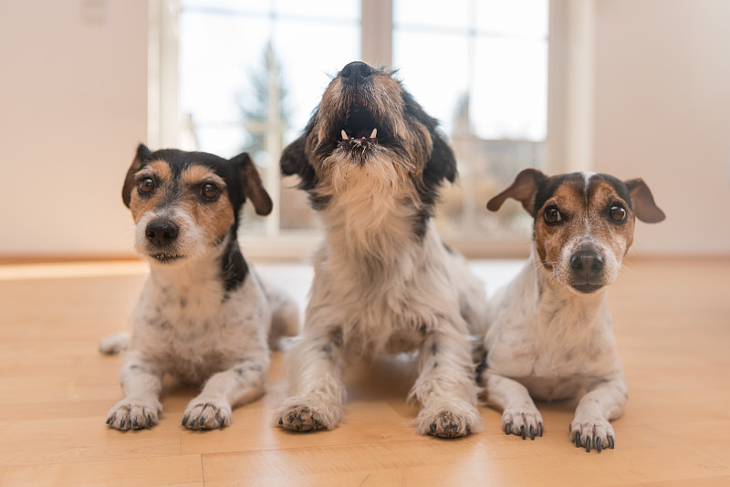 嚎叫,三只动物,梗犬