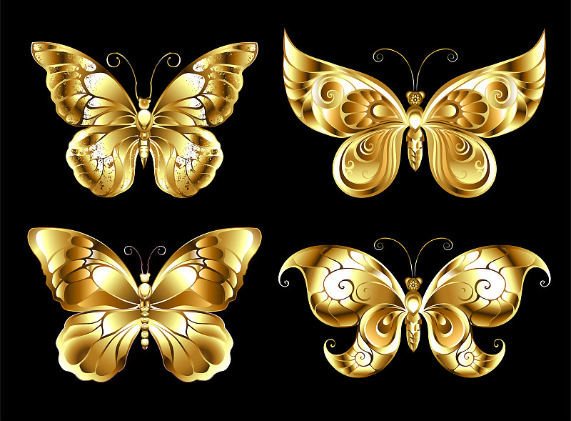 金翅蝶,阿波罗蝶,翅膀