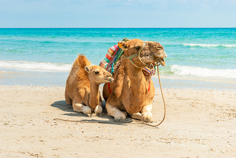 两只动物,骆驼,海滩,天空,褐色,水平画幅,沙子,无人,夏天,阴影