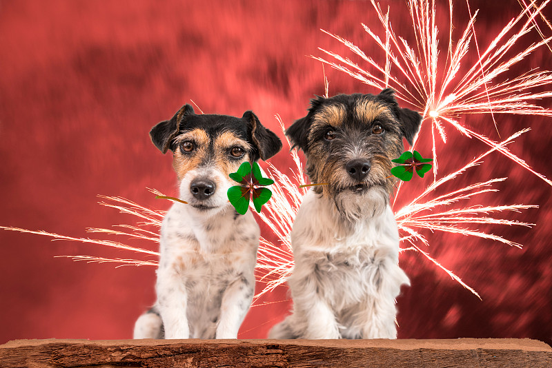 杰克拉瑟短腿犬,两只动物,焰火,狗,可爱的,小的,水平画幅,梗犬,新年,传统