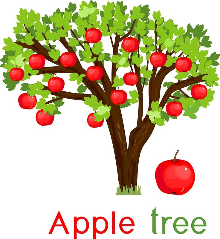 绿色,水果,熟的,红色,叶子,苹果树,垂直画幅,饮食,无人,绘画插图