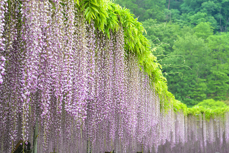 日本,紫色,紫藤,自然,美,水平画幅,绿色,无人,户外,自然公园