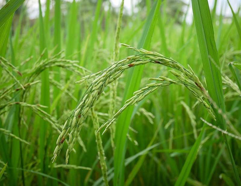 稻,褐色,水平画幅,膳食,偏远的,草,特写,泰国,农作物,稻田