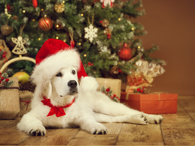 圣诞帽,寻回犬,白色,新年前夕,狗,小狗,礼物,球座,在下面