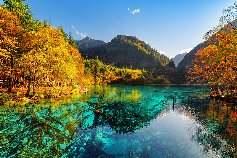 水下,风景,树干,五只动物,宏伟,花湖,水,水平画幅,旅行者,湖