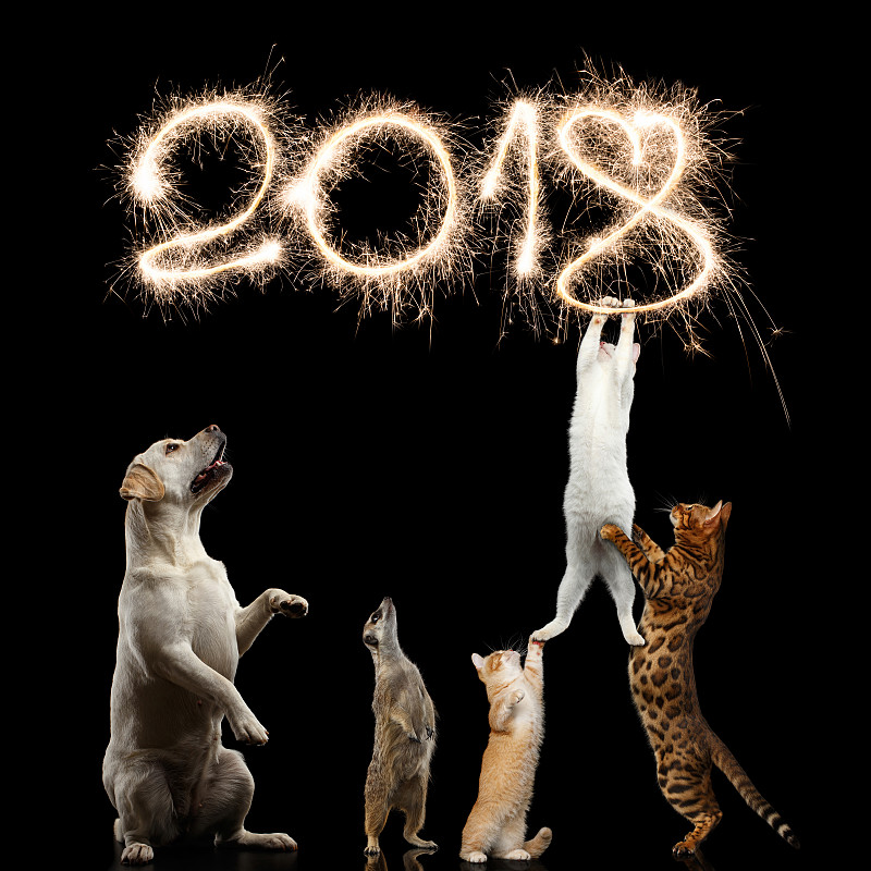 新的,海岛猫鼬,猫,狗,2018,美,进行中,孟加拉猫,闪烁发光