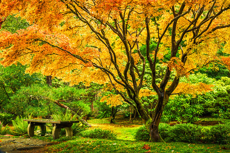 鸡爪枫,叶子,秋天,水,公园,长椅,水平画幅,枝繁叶茂,无人,户外