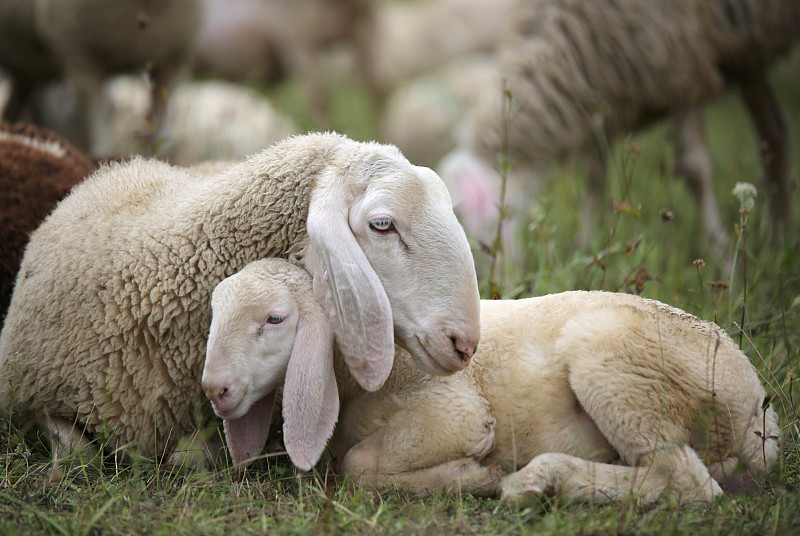 羊羔,羊群,母亲,在之间,水平画幅,无人,草坪,户外,小狗,幼小动物