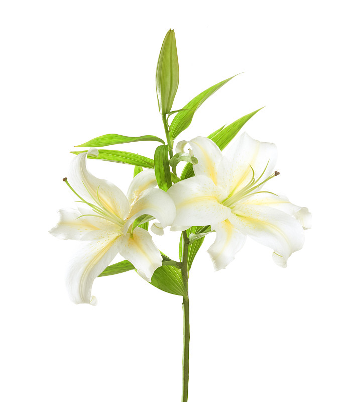 白色,分离着色,百合花,白色背景,垂直画幅,留白,芳香的,夏天,完美,仅一朵花