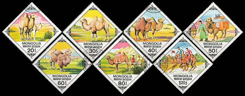 双峰骆驼,蒙古,自然,空白的,边框,艺术,水平画幅,消息,无人