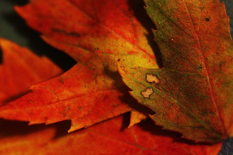叶子,秋天,秋分,气候,水平画幅,户外,叶脉,复杂,特写,橡树林地