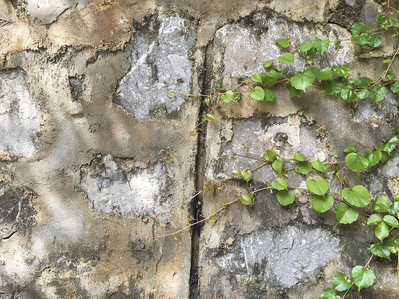 有蔓植物,柏林墙,石墙,水平画幅,绿色,根部,无人,爬山虎,户外,材料