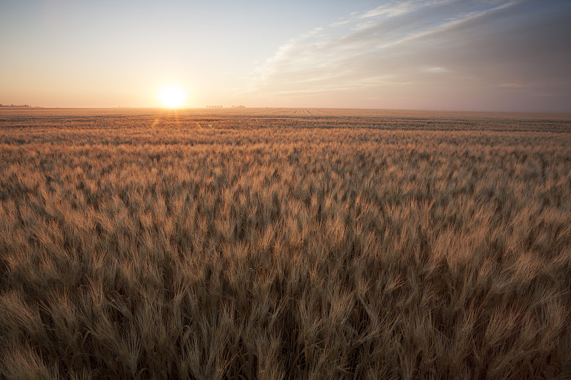 夏天,田地,萨斯喀彻温省,加拿大,小麦,水平画幅,云,无人,草原,早晨