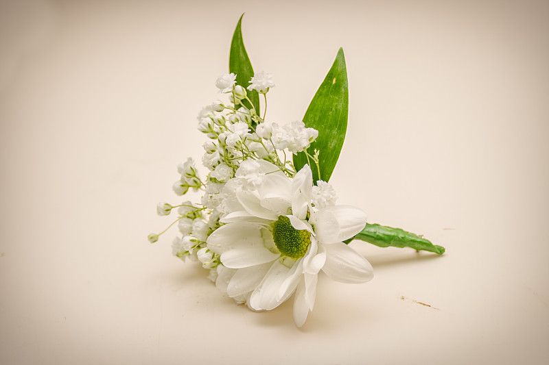 白色,雏菊,胸花,花童,婚纱秀,结婚誓词,翻领,襟花,纯净,套装