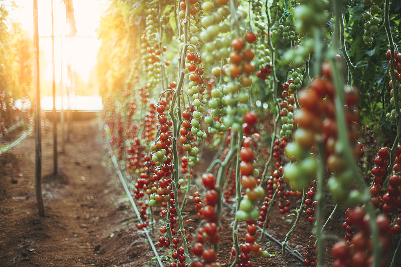 西红柿,大量物体,温室,选择对焦,留白,农业建筑,水平画幅,无人,生食,组物体