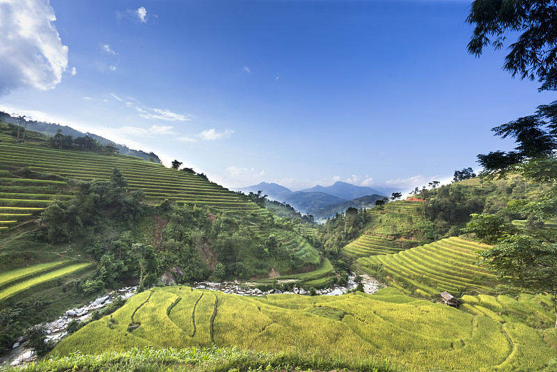 田地,越南,稻,熟的,梯田,风景,西北,环绕立体声,安江省,苏格兰高地