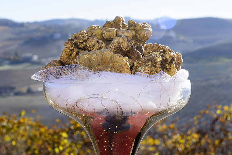 杯,非凡的,白色块菌,褐色,水平画幅,山,皮埃蒙特,符号,户外,块菌