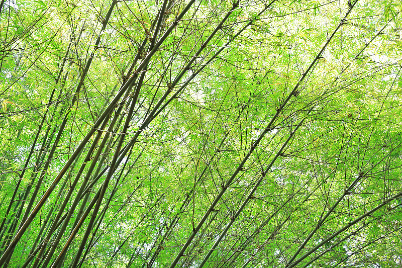 竹子,枝,森林,自然美,气候,座位,早晨,光,明亮,日本人